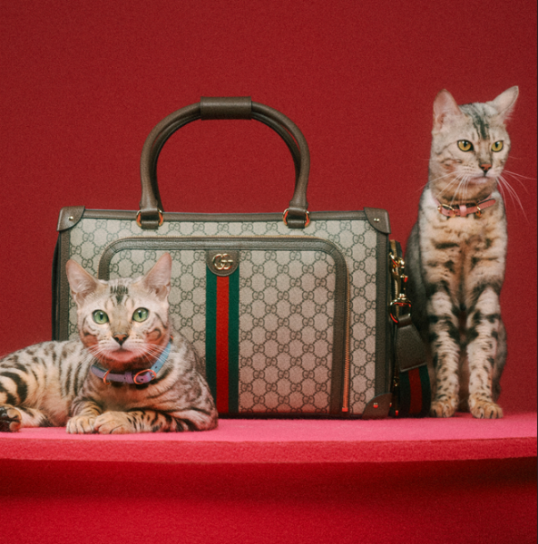 6 luxury brands introducing stylish pet products