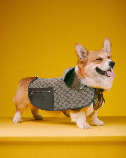 Gucci sets the bar for pet home and travel pieces