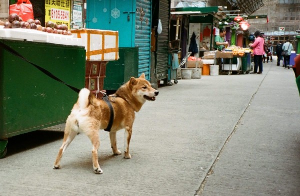 100 Takes: Phoebe Richardson captures candid pet moments in the city