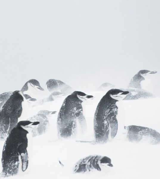 Antarctica: More Than Just Ice, Ice, Baby