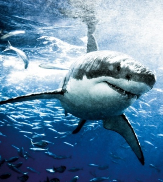 Photographer's Journey From Fear of Sharks to Passion for Conservation