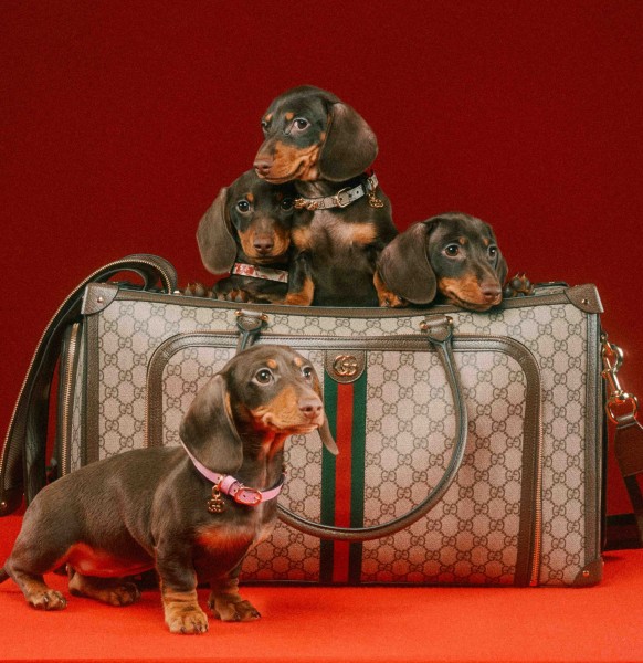 5 Cool luxury pet products, from dog harness to pet carrier, to sound in the New Year