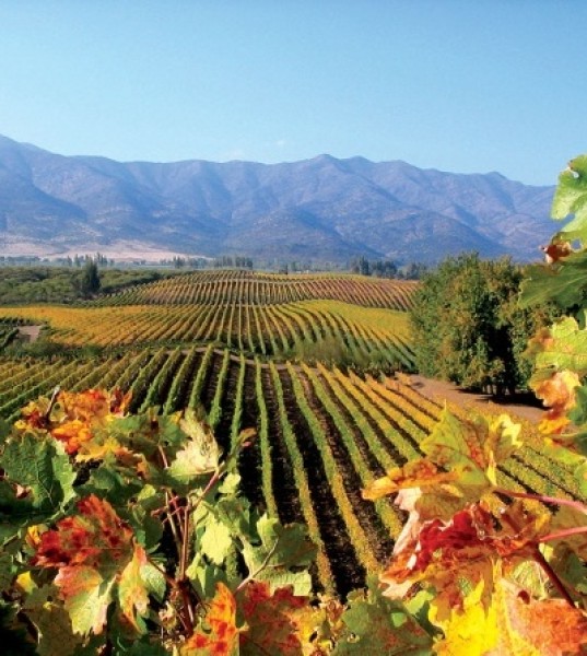 Chile: From Backwaters to Remapping the World of Wine