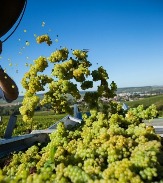 Talking Chablis at Hong Kong's Inaugural Bourgogne Week