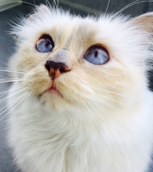 Choupette Turns Four!