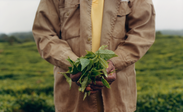 Fresh: Bringing the goodness of tea to skin