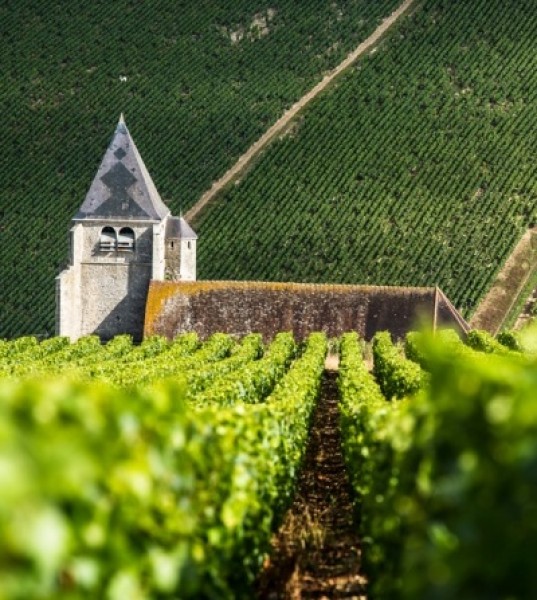 Experience Bourgogne Wines Week