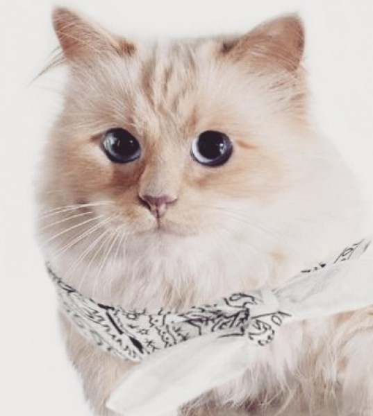 Choupette's Instagram Account Was Hacked