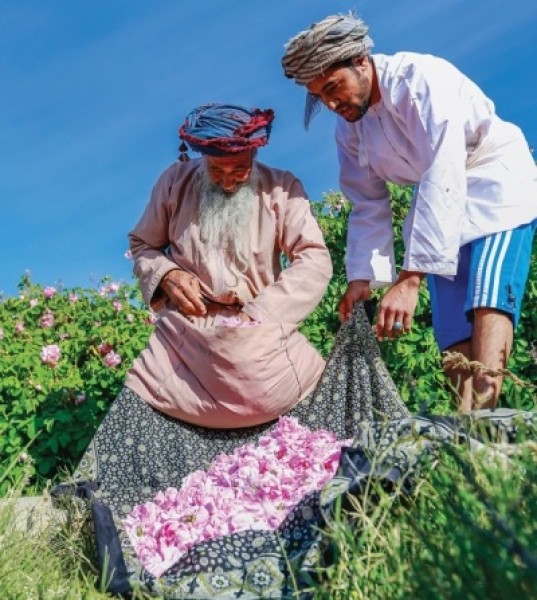 Catch The Beautiful Damask Roses in Jabal Akhdar