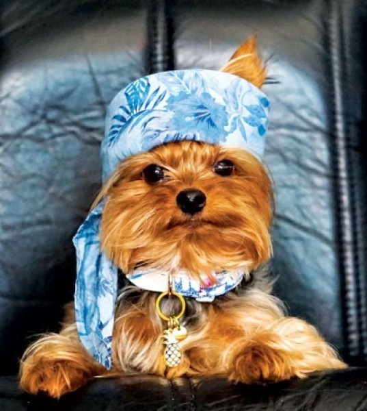 The Top 10 Hong Kong Pets of 2017