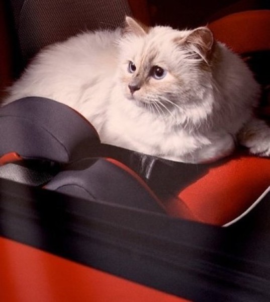 The Cat With a HK$500,000 Birthday Wish List