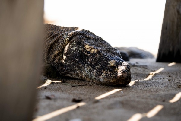 Komodo dragons, ritual dances and local coffee at Indonesia's Ta'aktana resort