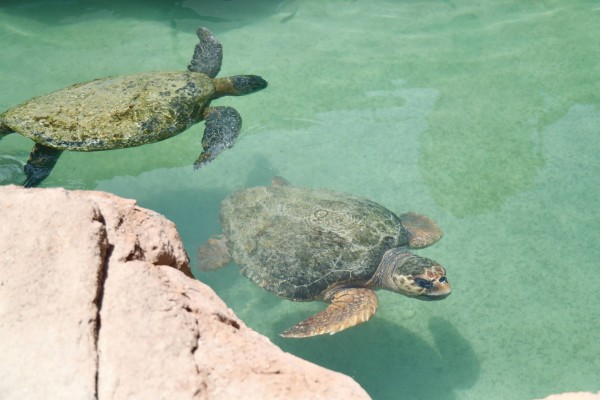 Celebrate 20 years of turtle rehabilitation with Jumeirah Al Naseem in Dubai