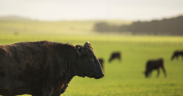 Chocolate-fed cows redefine the standard for Wagyu