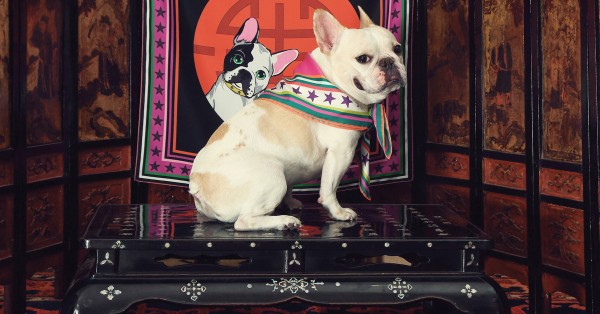 5 rescue dogs to follow on Instagram for Year of the Dog