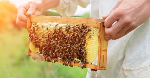 The best Hong Kong honey makers