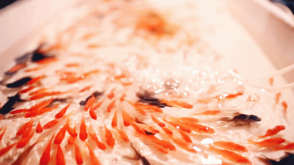 The shift in Japanese culture – from scooping goldfish to flowers