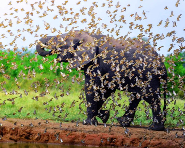 NATURE IN MOTION
