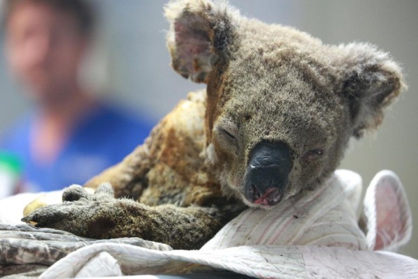 9 Australian brands to shop and donate to bushfire relief efforts