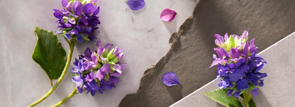 Skin love: 5 best bakuchiol-infused beauty products