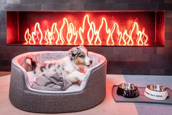 Hong Kong's best pet-friendly hotels for your next staycation