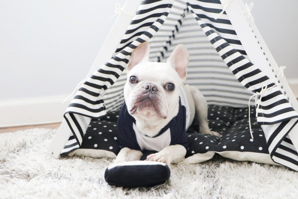 Christmas gift guide: 10 incredibly cute gift ideas for pets in Hong Kong