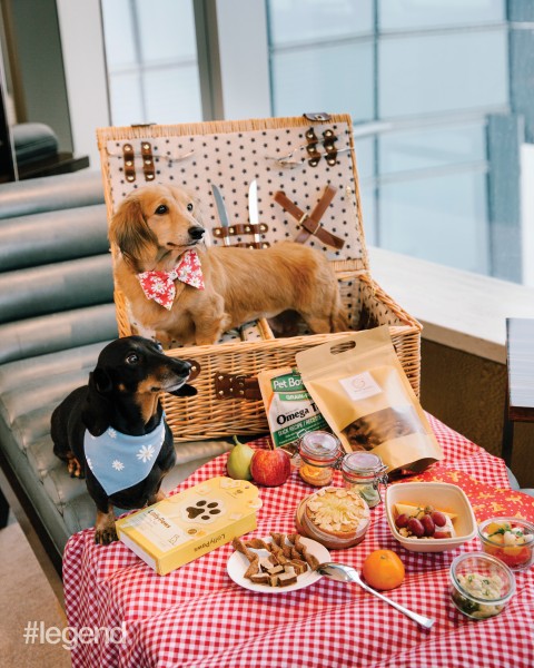 Picture Pawfect: The suite life of Darling and Pogi