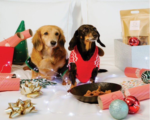 Pogi & Darling: The story of two Hong Kong rescue pups