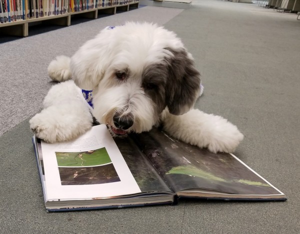 Remembering Jasper: HKU's first therapy dog