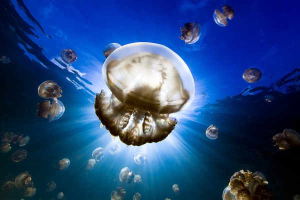 Blancpain introduces the Female Fifty Fathoms Award photography prize