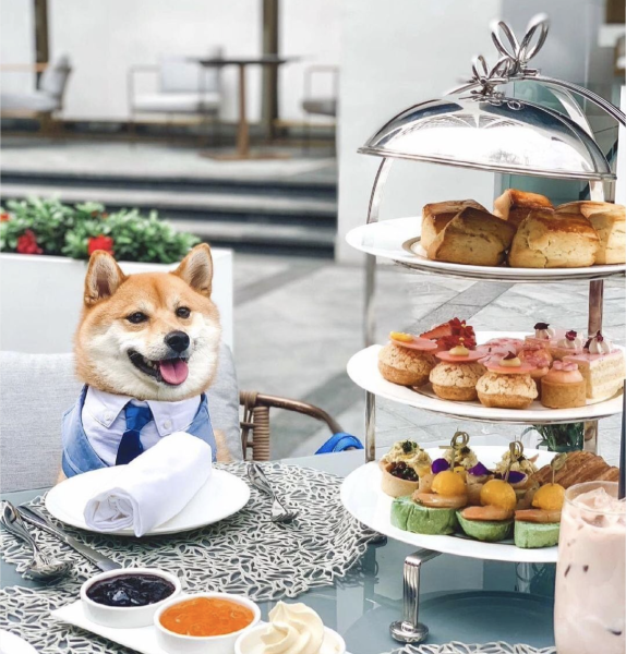 10 dog-friendly restaurants in Hong Kong to dine with your pup