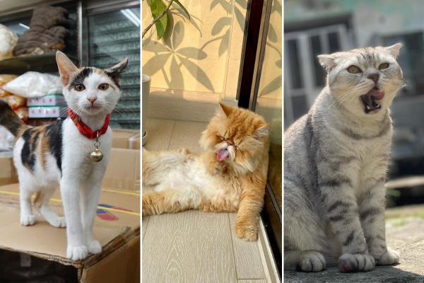 11 Hong Kong cats to follow on Instagram