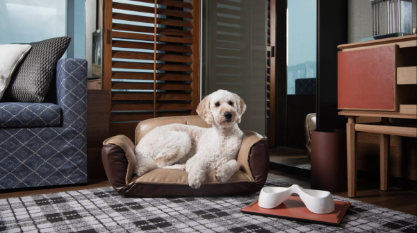 #legendloves: 3 Pampering Puppy Staycations in Hong Kong