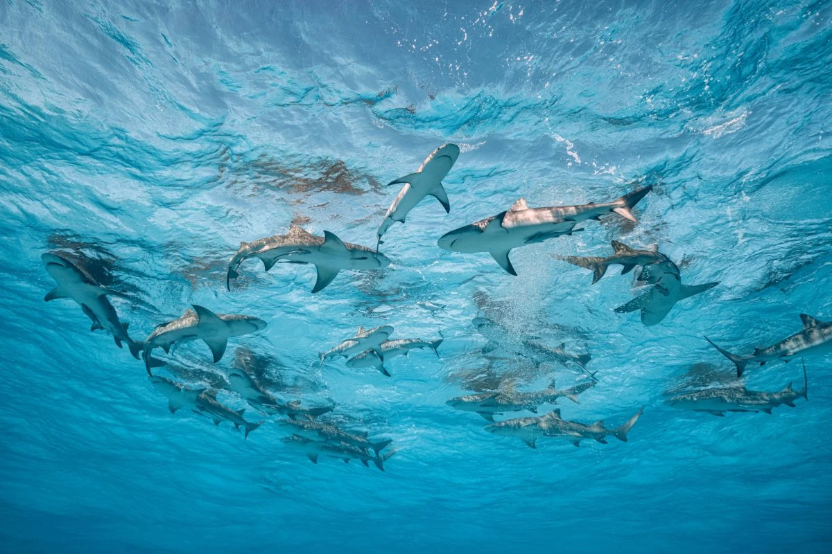 Rolex supports photographer Cristina Mittermeier's ocean advocacy