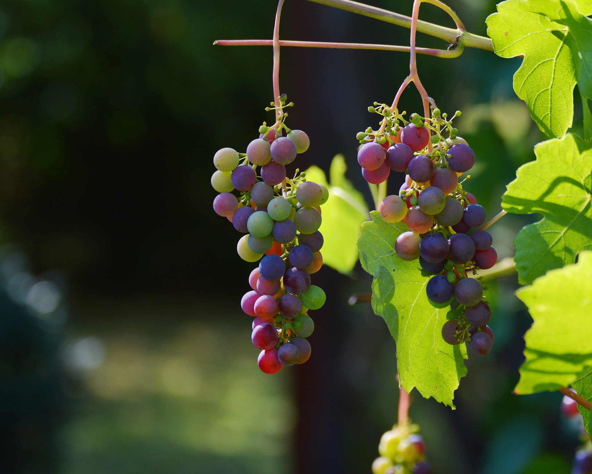 How quickly can you eat 12 grapes?