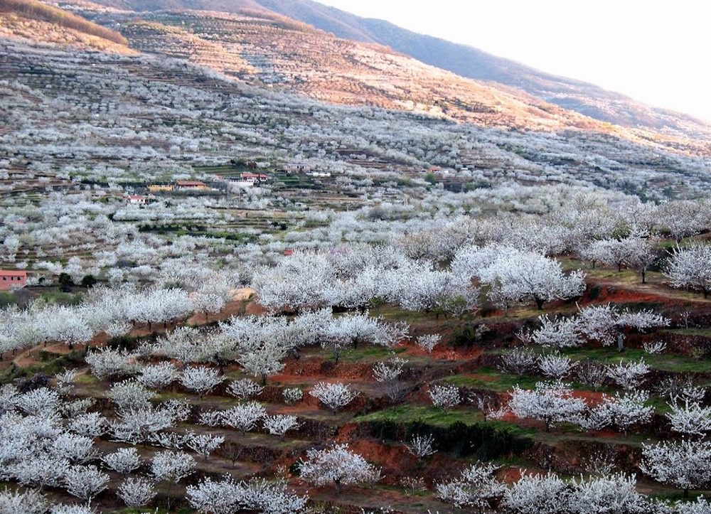 The Jerte Valley in Western Spain comes to life in spring when the entire basin is covered in blossoming cherry trees