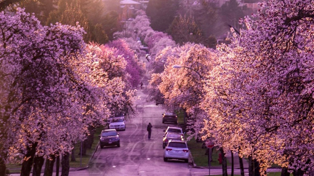 Many come from other pars of Canada and the world to see sakura in Vancouver (Photo: @thunderhawk3kca on Twitter)