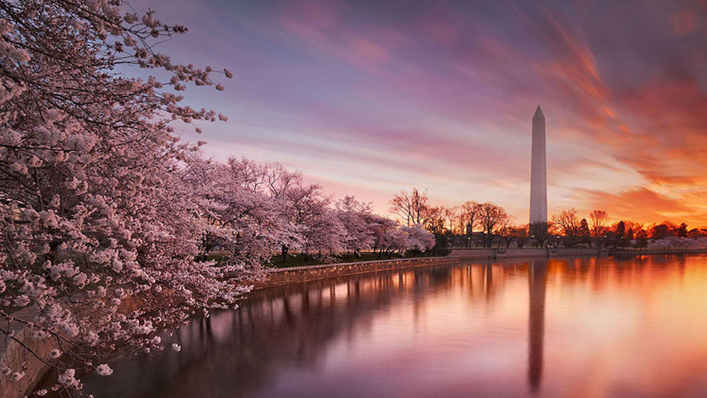 Washington DC's cherry blossom is celebrated every year with the nation's biggest spring festival