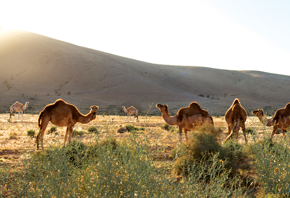 Nature provides the entertainment in this desert oasis