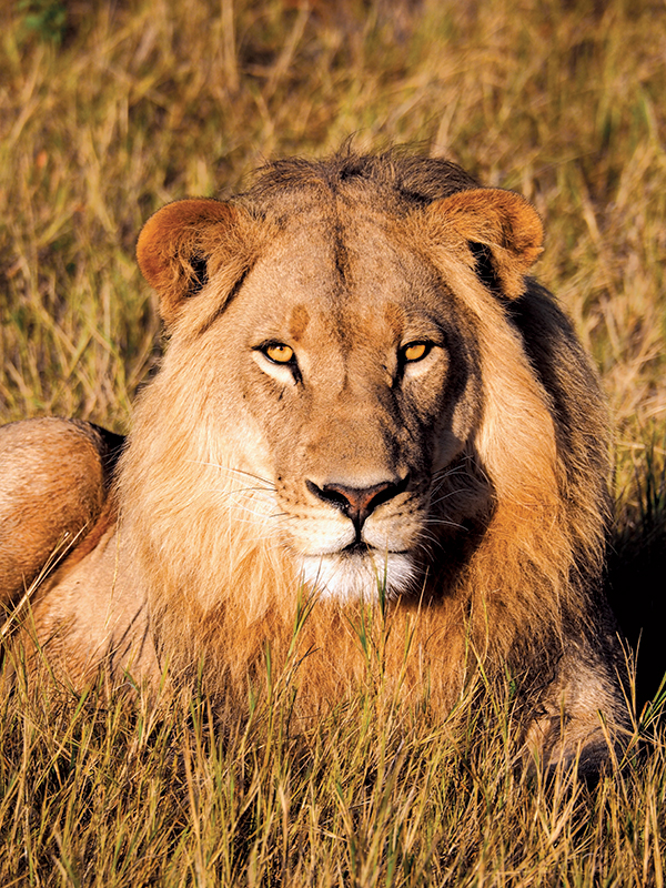 The wide range of species at Duma Tau includes lions. Photo by Kee Foong 