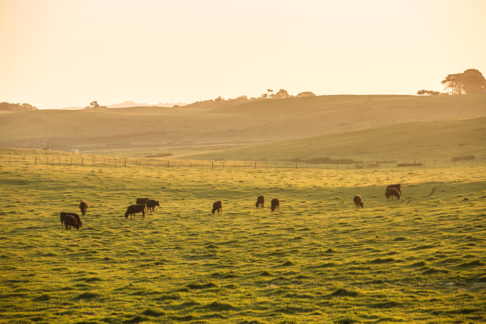 Mayura Station cattle live the majority of their lives out on the fertile fields 