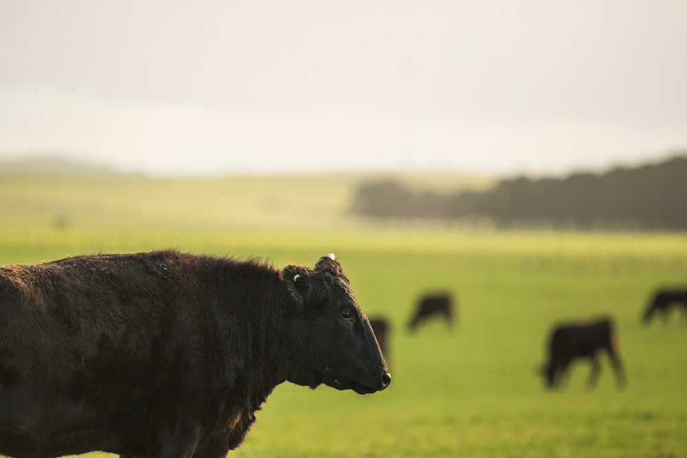 One of Mayura Station's prized head of cattle 