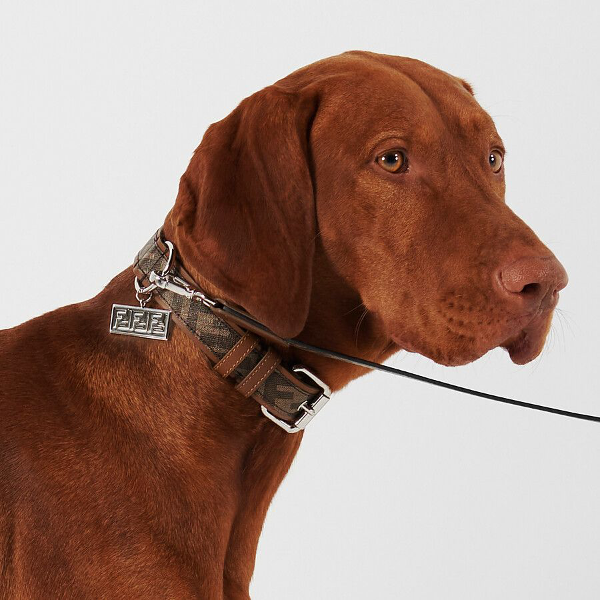 Pamper your pooch in the new year with these 7 luxury gifts
