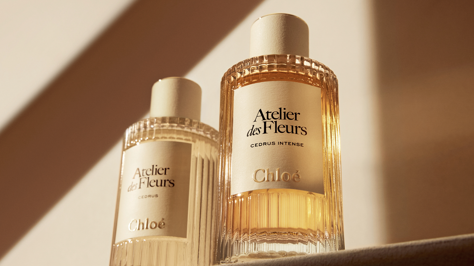 Chloé Atelier des Fleurs เผยโฉม น้ำหอมใหม่ Cedrus Intense เสน่ห์แห่งกลิ่นหอมที่หรูหรา 
