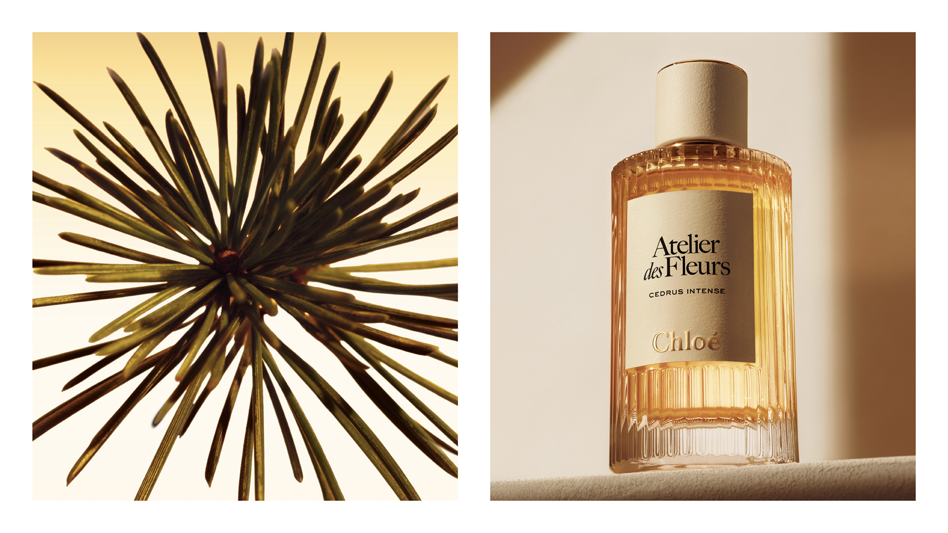 Cedrus Intense by Chloé